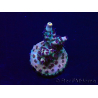 WYSIWYG Acropora 15X9 Mariculture acclimaté led