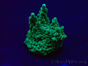 WYSIWYG Acropora 15X10 Mariculture acclimaté led