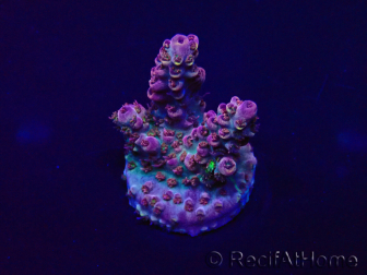 WYSIWYG Acropora Marikultur akklimatisiert LED