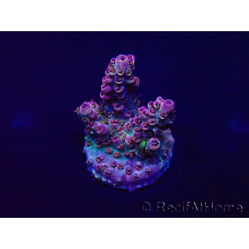 WYSIWYG Acropora Mariculture acclimated LED