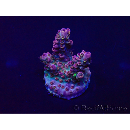 WYSIWYG Acropora Marikultur akklimatisiert LED