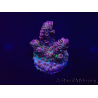 WYSIWYG Acropora Maricultura aclimatada LED