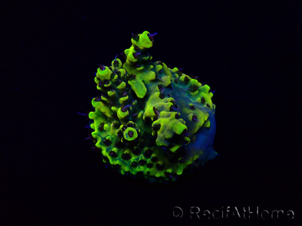 WYSIWYG Acropora Mariculture acclimated LED