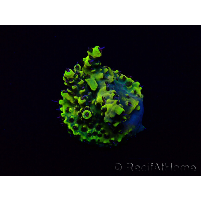 WYSIWYG Acropora Marikultur akklimatisiert LED