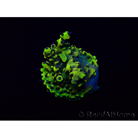 WYSIWYG Acropora Mariculture acclimated LED
