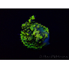WYSIWYG Acropora Maricoltura acclimatata a LED