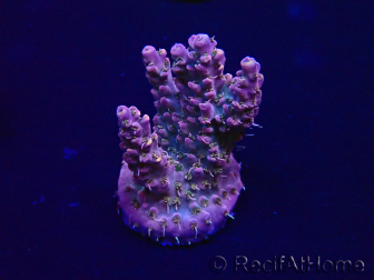 WYSIWYG Acropora Maricultuur geacclimatiseerd LED