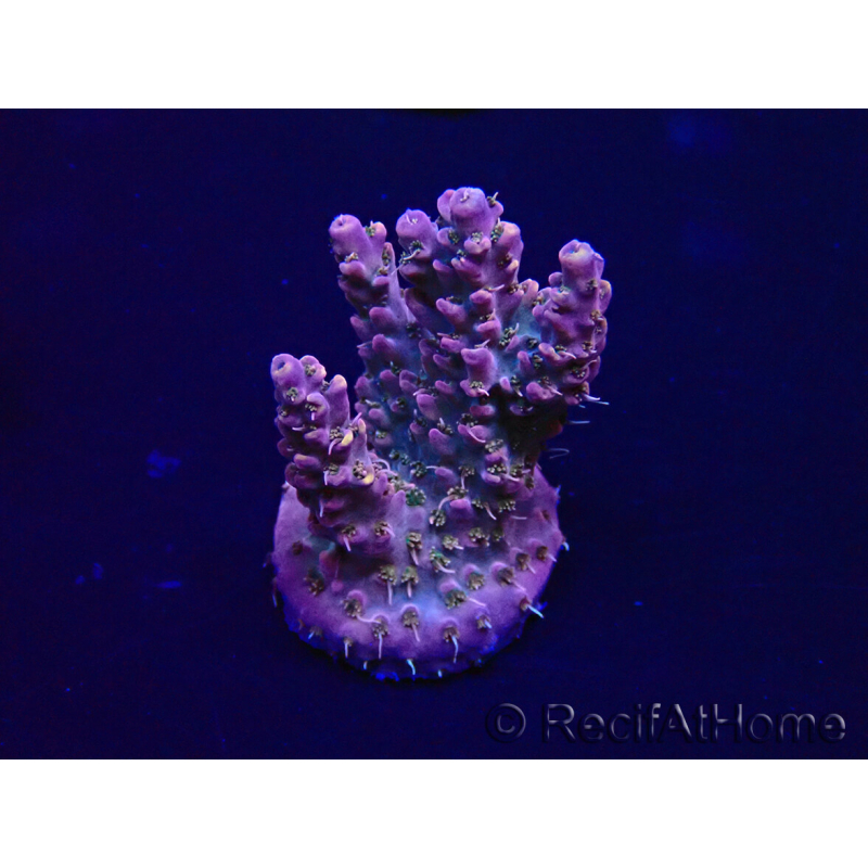WYSIWYG Acropora Marikultur akklimatisiert LED