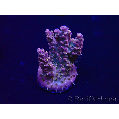 WYSIWYG Acropora Maricoltura acclimatata a LED