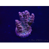 WYSIWYG Acropora Marikultur akklimatisiert LED
