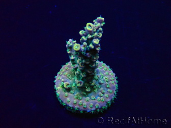 WYSIWYG Acropora Marikultur akklimatisiert LED