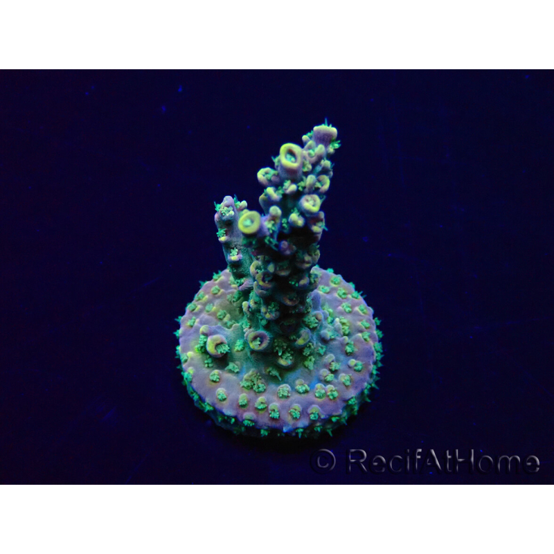 WYSIWYG Acropora Mariculture acclimated LED