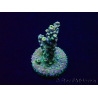 WYSIWYG Acropora Maricoltura acclimatata a LED