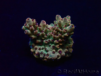 WYSIWYG Acropora Maricultura aclimatada LED