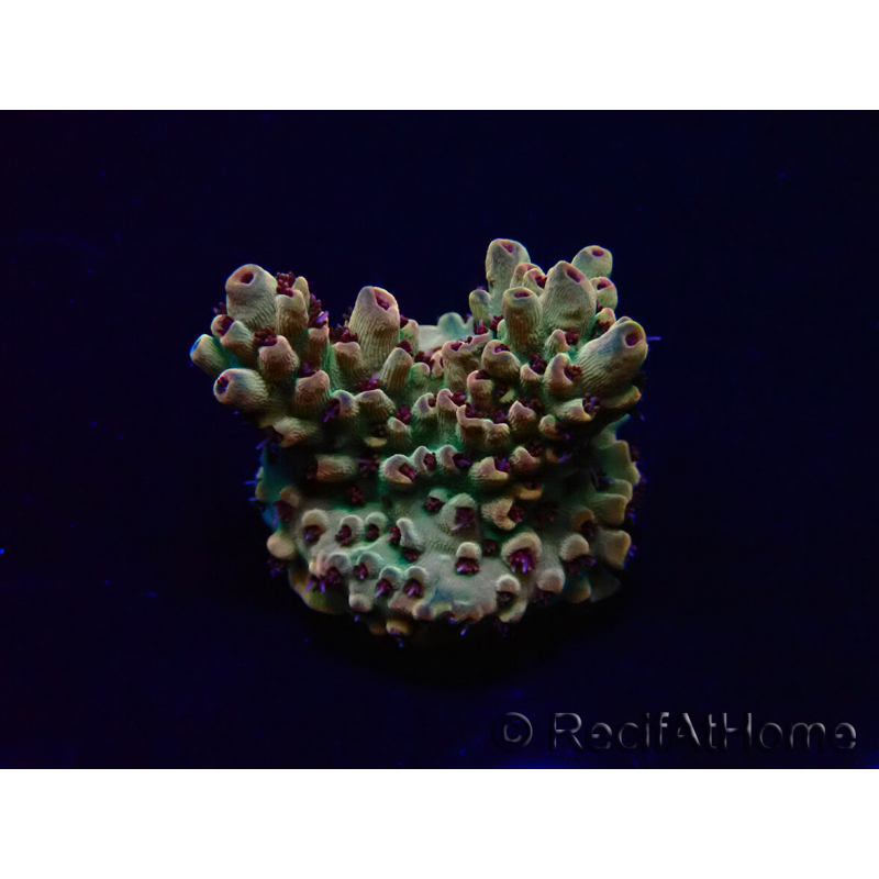 WYSIWYG Acropora 15Y7 Mariculture acclimaté led