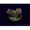 WYSIWYG Acropora 15Y7 Mariculture acclimaté led