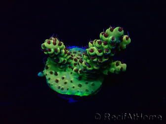 WYSIWYG Acropora Mariculture acclimated LED