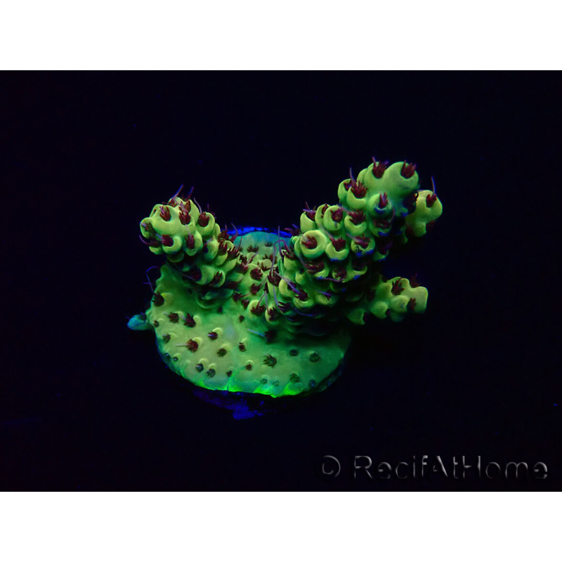 WYSIWYG Acropora Maricultura aclimatada LED