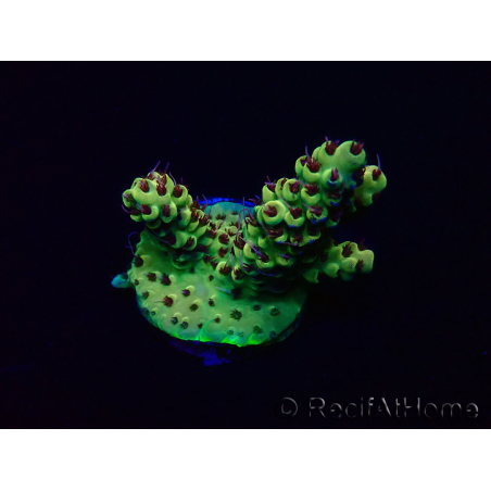WYSIWYG Acropora Maricoltura acclimatata a LED