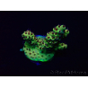 WYSIWYG Acropora 15Y9 Mariculture acclimaté led