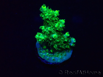 WYSIWYG Acropora 15Y10 Mariculture acclimaté led