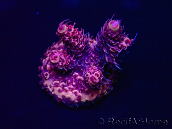 WYSIWYG Acropora Marikultur akklimatisiert LED