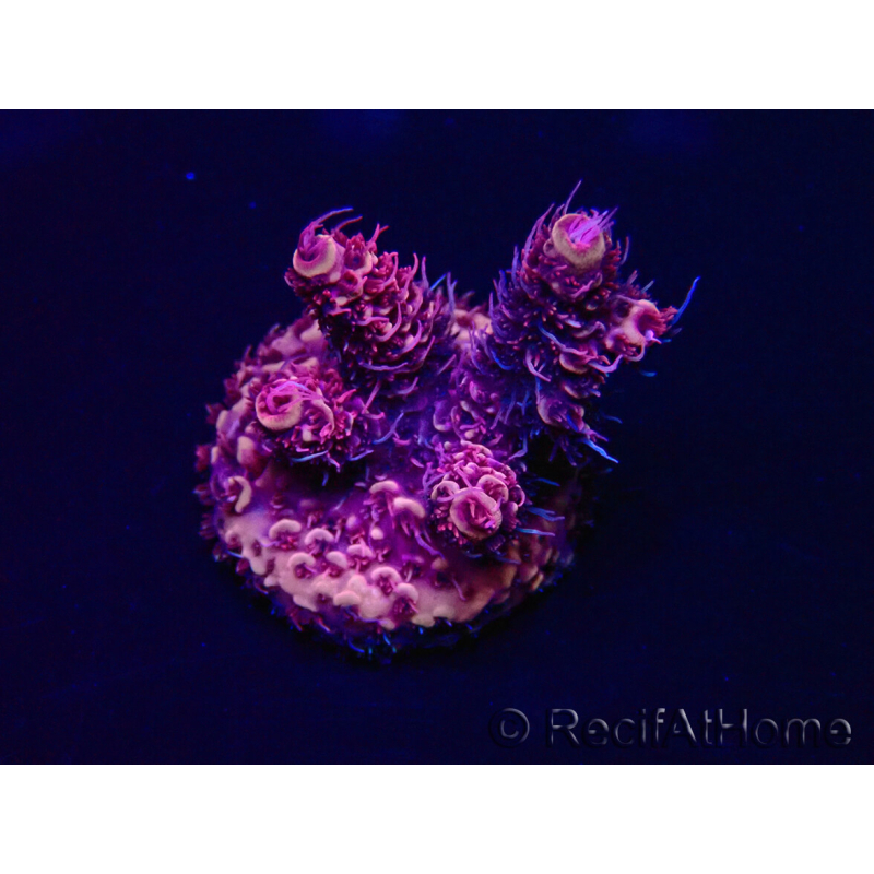 WYSIWYG Acropora 15Y11 Mariculture acclimaté led