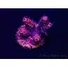 WYSIWYG Acropora 15Y11 Mariculture acclimaté led