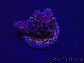 WYSIWYG Acropora Marikultur akklimatisiert LED