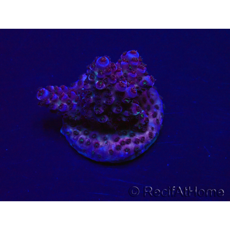 WYSIWYG Acropora 15Y12 Mariculture acclimaté led