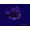 WYSIWYG Acropora Maricultura aclimatada LED
