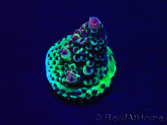 WYSIWYG Acropora Maricultura aclimatada LED