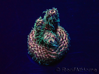 WYSIWYG Acropora Mariculture acclimated LED