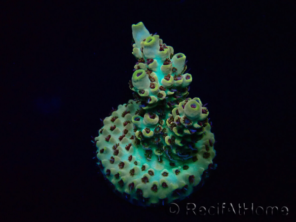 WYSIWYG Acropora Mariculture acclimated LED