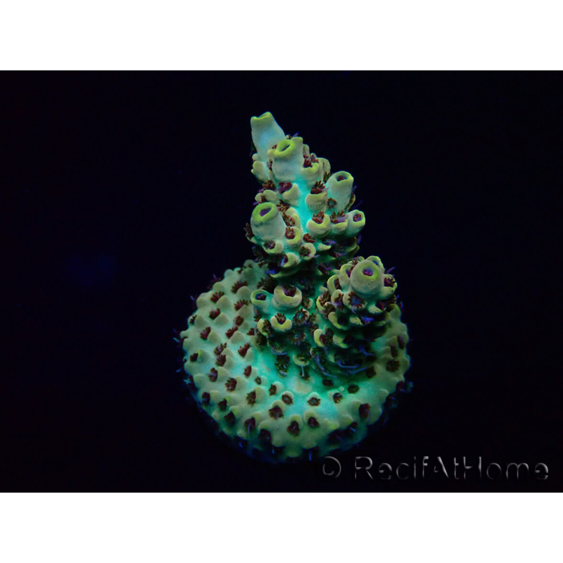 WYSIWYG Acropora Mariculture acclimated LED