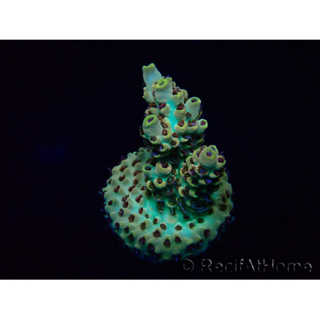 WYSIWYG Acropora Maricultuur geacclimatiseerd LED