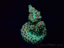 WYSIWYG Acropora Maricoltura acclimatata a LED