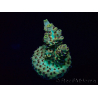 WYSIWYG Acropora Maricultuur geacclimatiseerd LED