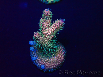 WYSIWYG Acropora Mariculture acclimated LED