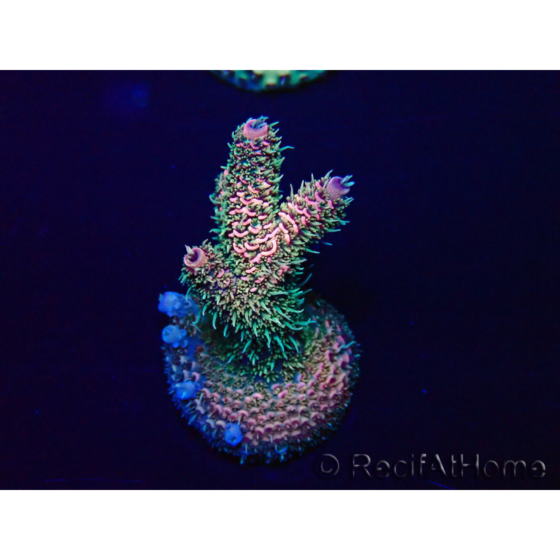 WYSIWYG Acropora Maricultura aclimatada LED