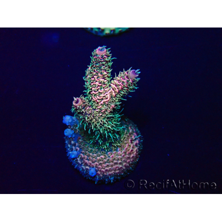 WYSIWYG Acropora Maricultuur geacclimatiseerd LED