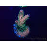 WYSIWYG Acropora Maricultura aclimatada LED