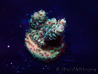 WYSIWYG Acropora acclimaté led