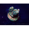 WYSIWYG Acropora 15A5 Mariculture acclimaté led