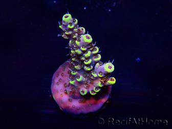 WYSIWYG Acropora Mariculture acclimated LED