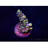 WYSIWYG Acropora Mariculture acclimated LED