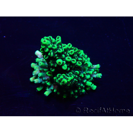 WYSIWYG Acropora 15A10 Mariculture acclimaté led