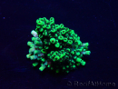 WYSIWYG Acropora 15A10 Mariculture acclimaté led