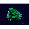 WYSIWYG Acropora acclimatata led