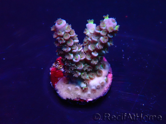 WYSIWYG Acropora tenuis 15B4 Mariculture acclimaté led